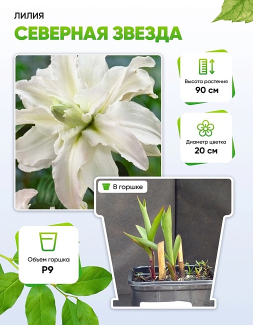 Лилия Северная звезда